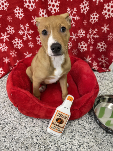 Tito’s and orphanage join forces to benefit shelter pets