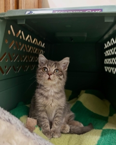 Heartwarming Look at Kitten Season